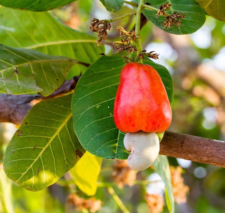 Cashews